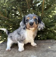 Vendo, a male Dachshund for sale in Middlebury, IN – Photo 1 of 5