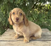 Briggs, a male Dachshund for sale in Middlebury, IN – 2 of 4