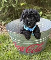 Austin, a male Havapoo for sale in Middlebury, IN – 2 of 4