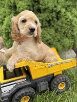 Jimmy , a male Cocker Spaniel for sale in Middlebury, IN – 5 of 5