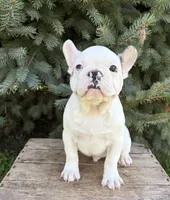 Leo, a male French Bulldog for sale in Middlebury, IN – 2 of 5