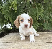 Willow, a female Miniature Dachshund for sale in Middlebury, IN – Photo 3 of 4