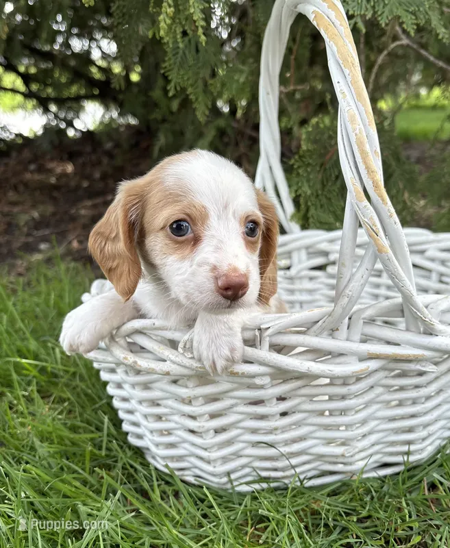 Willow – Miniature Dachshund puppy for sale in Middlebury, IN