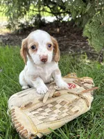 Willow, a female Miniature Dachshund for sale in Middlebury, IN – Photo 4 of 4
