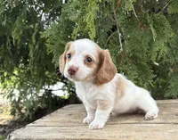 Willow, a female Miniature Dachshund for sale in Middlebury, IN – Photo 2 of 4