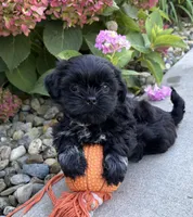 Kipp , a male Shih Tzu for sale in Middlebury, IN – 3 of 4