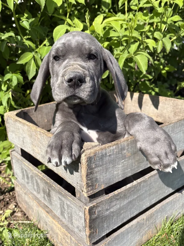 Truman – Great Dane puppy for sale in Middlebury, IN