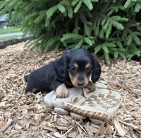 Olive, a female Dachshund for sale in Middlebury, IN – 4 of 4