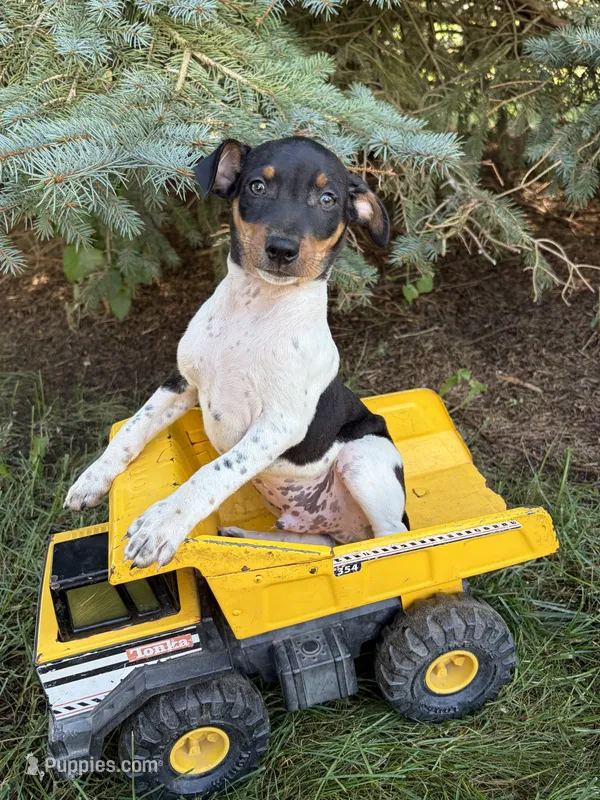 Rocco – Rat Terrier puppy for sale in Middlebury, IN
