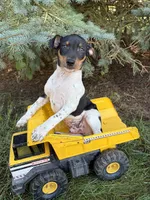 Rocco, a male Rat Terrier for sale in Middlebury, IN – 1 of 5