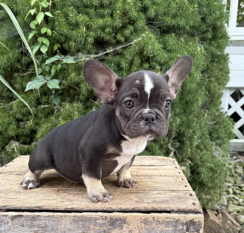 Kitkat – French Bulldog puppy for sale in Middlebury, IN