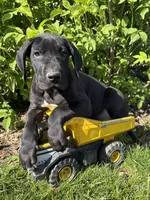 Teddy, a male Great Dane for sale in Middlebury, IN – 3 of 4