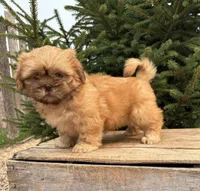 Java, a female Shih Tzu for sale in Middlebury, IN – 3 of 4