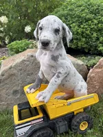 Emmett, a male Great Dane for sale in Middlebury, IN – 3 of 4