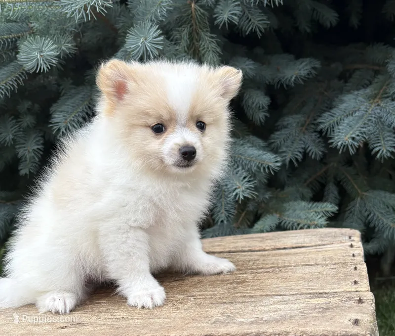Kai – Pomeranian puppy for sale in Middlebury, IN