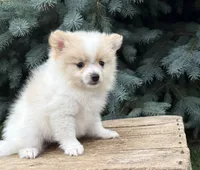 Kai, a male Pomeranian for sale in Middlebury, IN – 1 of 5