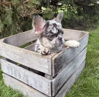 Kingston , a male French Bulldog for sale in Middlebury, IN – 5 of 5