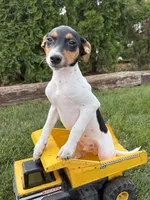 Scout, a male Jack Russell Terrier and Rat Terrier for sale in Middlebury, IN – 2 of 4