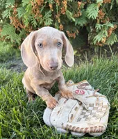 Boone, a male Miniature Dachshund for sale in Middlebury, IN – 4 of 5