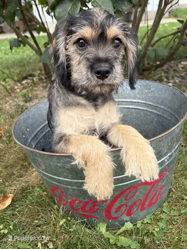 Tia – Schnoodle puppy for sale in Middlebury, IN