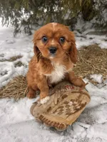 processed/5723f90b-b1a8-496c-a934-ce13704d72e8/listing/ab72c8b7-60b6-4b93-a210-f1a8bd5956b8/737414dc-a9b6-4f34-bb5d-a75314d99c48