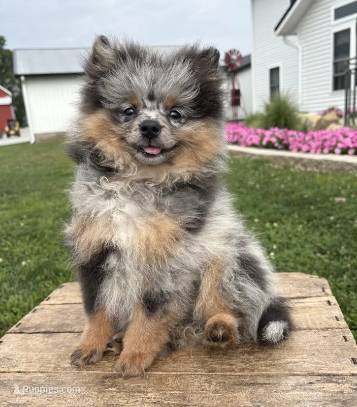 Teddy – Pomeranian puppy for sale in Middlebury, IN