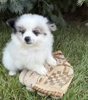 Pebbles , a female Pomeranian for sale in Middlebury, IN – 2 of 4