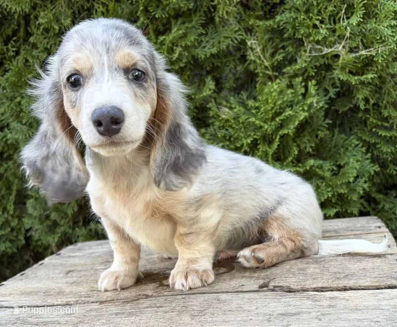 Jasper – Dachshund puppy for sale in Middlebury, IN