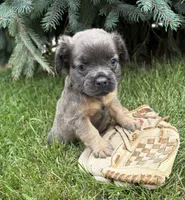 Dakota fluffy, a female French Bulldog for sale in Middlebury, IN – 4 of 4