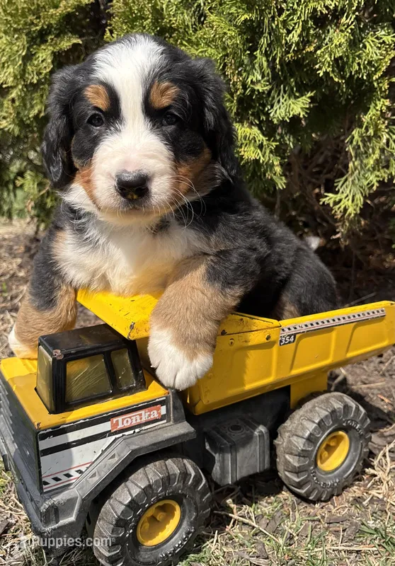 Murphy – Bernese Mountain Dog puppy for sale in Middlebury, IN