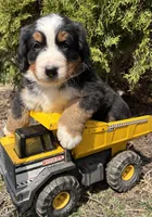 Murphy, a male Bernese Mountain Dog for sale in Middlebury, IN – Photo 1 of 4