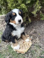 Murphy, a male Bernese Mountain Dog for sale in Middlebury, IN – Photo 4 of 4