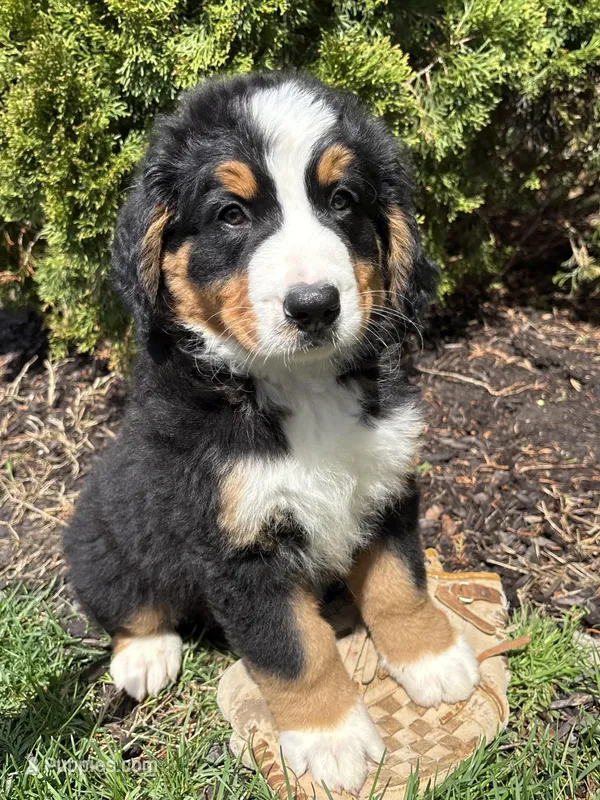 Murphy  – Bernese Mountain Dog puppy for sale in Middlebury, IN