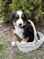 Murphy, a male Bernese Mountain Dog for sale in Middlebury, IN – Photo 2 of 4