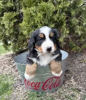 Murphy, a male Bernese Mountain Dog for sale in Middlebury, IN – Photo 3 of 4