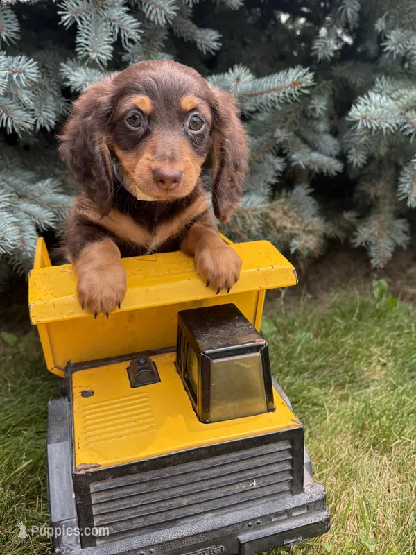 Ollie – Miniature Dachshund puppy for sale in Middlebury, IN