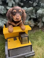 Ollie, a male Miniature Dachshund for sale in Middlebury, IN – 1 of 4