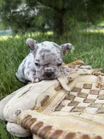 Sadie, a female French Bulldog for sale in Middlebury, IN – 5 of 5