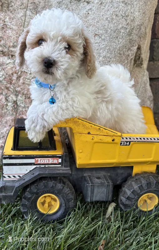 Arlo – Havapoo puppy for sale in Middlebury, IN