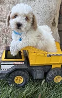 Arlo, a male Havapoo for sale in Middlebury, IN – 1 of 5