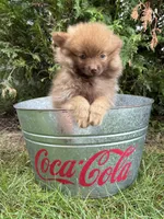 Zeus, a male Pomeranian for sale in Middlebury, IN – 3 of 5