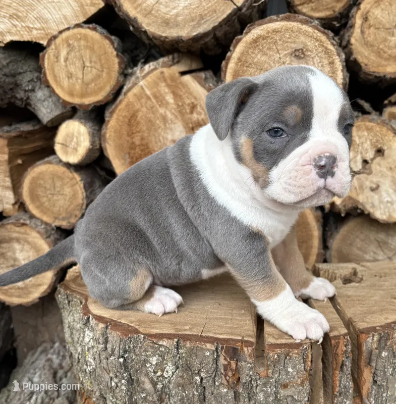 Sydney – American Bulldog, American Pit Bull Terrier puppy for sale in Middlebury, IN
