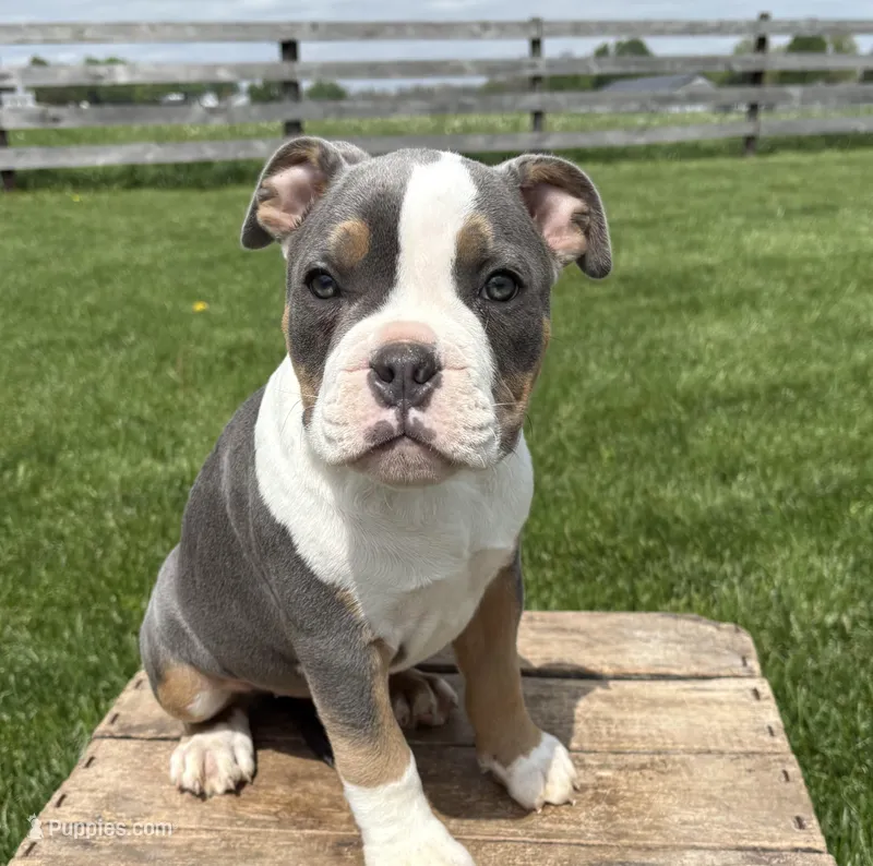 Sydney – American Bulldog, American Pit Bull Terrier puppy for sale in Middlebury, IN