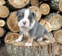 Sydney, a female American Bulldog and American Pit Bull Terrier for sale in Middlebury, IN – Photo 2 of 6