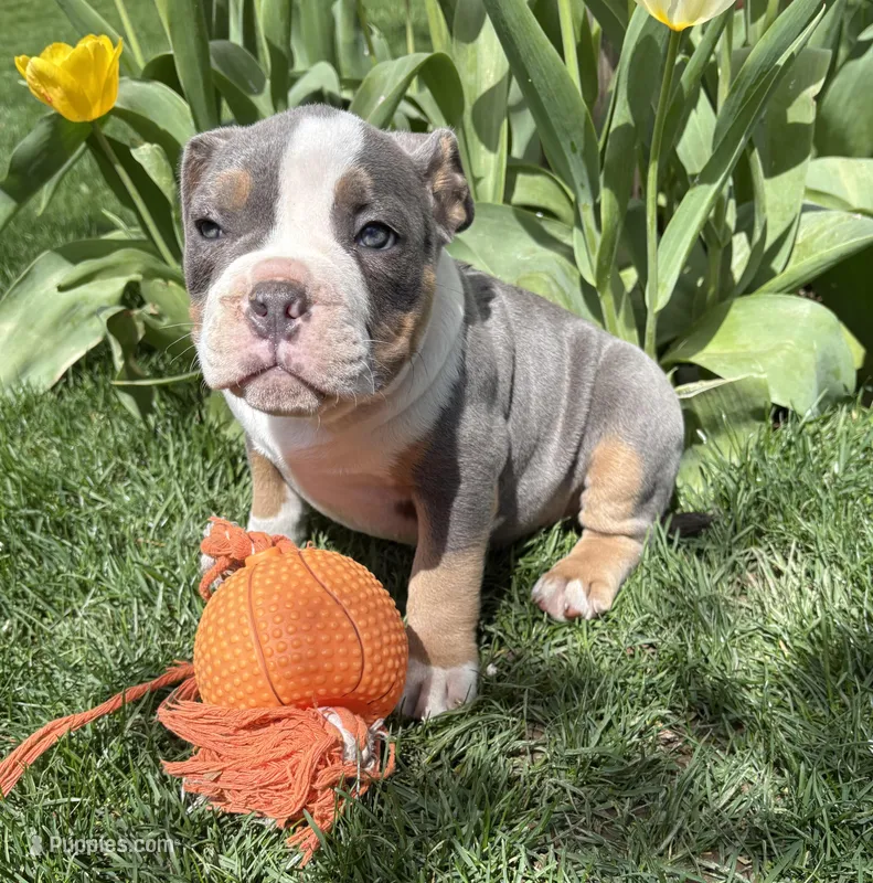 Sydney – American Bulldog, American Pit Bull Terrier puppy for sale in Middlebury, IN