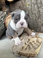 Sydney, a female American Bulldog and American Pit Bull Terrier for sale in Middlebury, IN – Photo 4 of 6