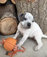 Stella, a female American Bulldog and American Pit Bull Terrier for sale in Middlebury, IN – Photo 4 of 6