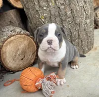 Sydney, a female American Bulldog and American Pit Bull Terrier for sale in Middlebury, IN – Photo 3 of 6