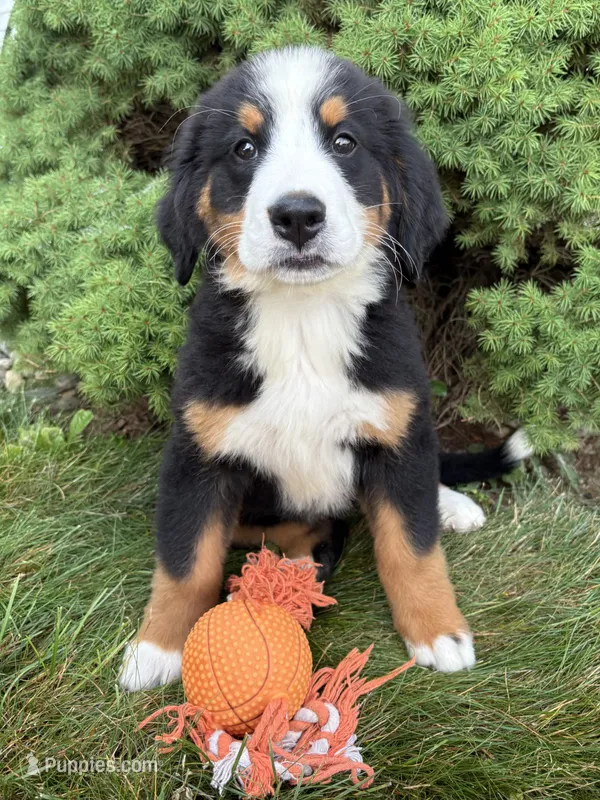 Bailey – Bernese Mountain Dog puppy for sale in Middlebury, IN