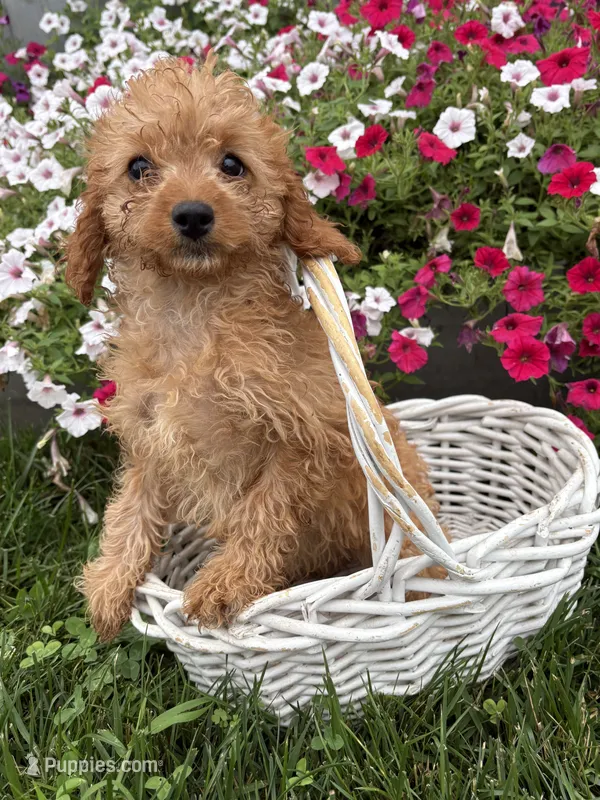 Rosie – Cavapoo puppy for sale in Middlebury, IN